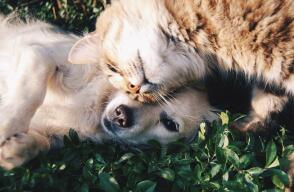 22518_Perros y gatos // FOTO: Pixabay