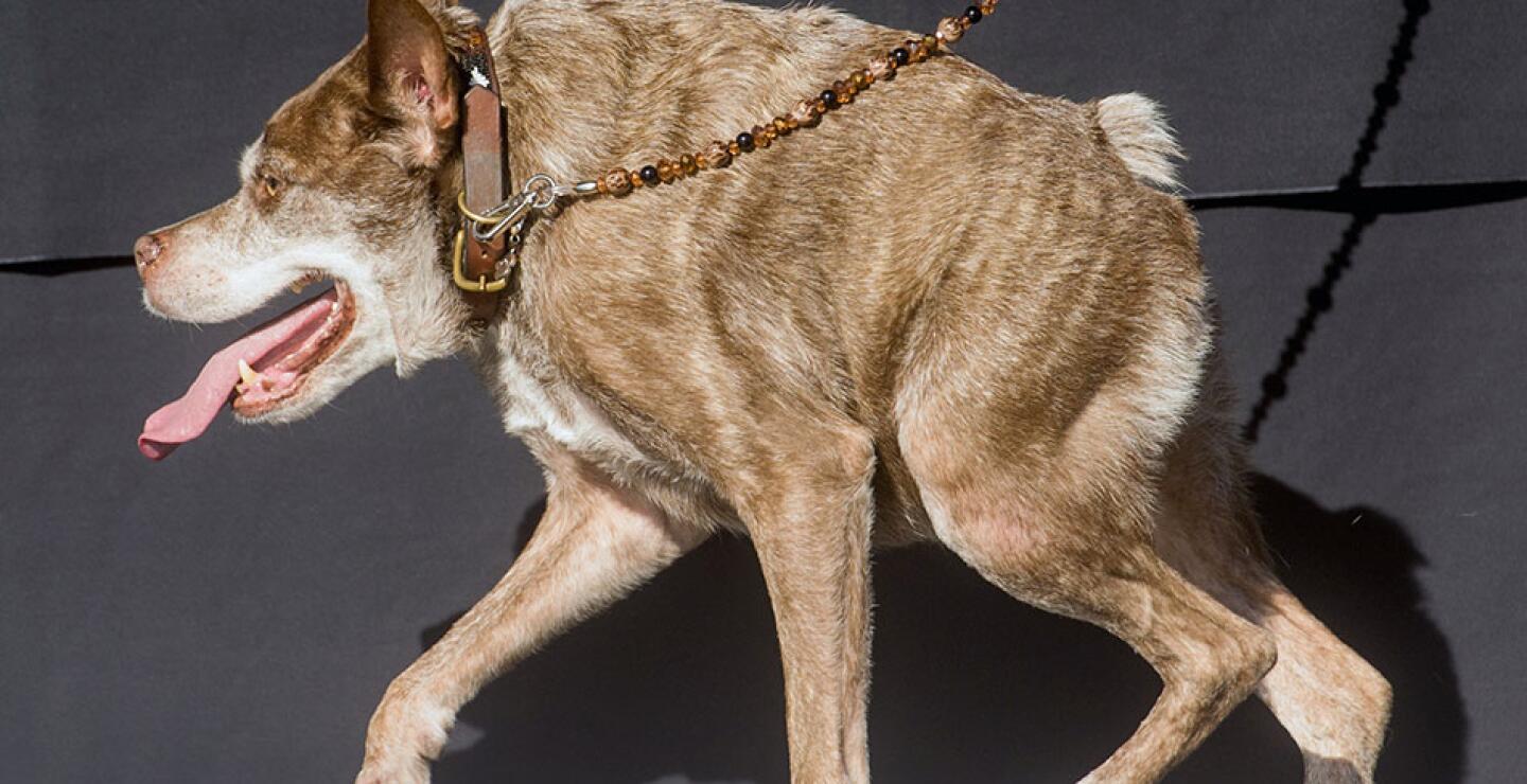 El híbrido de pit bull y pastor holandés ganó para su dueño 1.500 dólares.