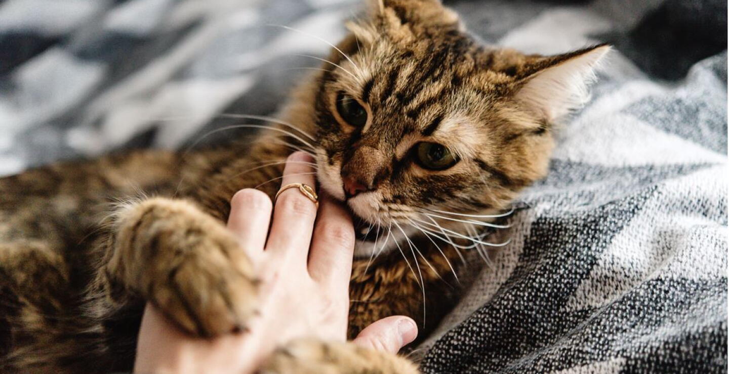 Hombre que fue mordido por gato callejero contrajo extraña infección: algo nuevo para la ciencia
