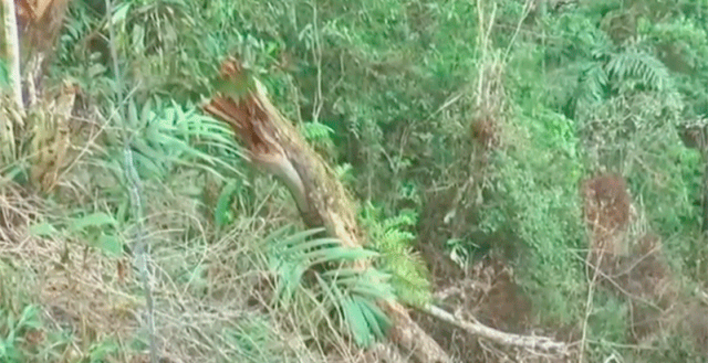 deforestacion.png