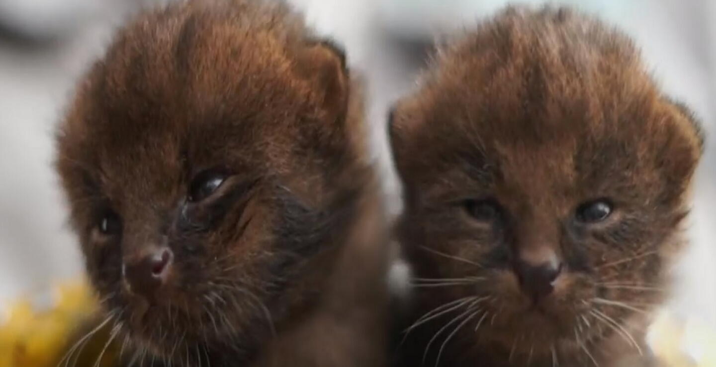 Rescatan a dos pumas yaguarundí que eran tratados como gatos domésticos