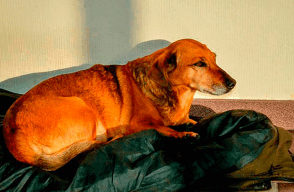 La perrita fue con su dueño al hospital, era la única compañía y cuando se acababan los horarios de visita, ella se devolvía a su casa.