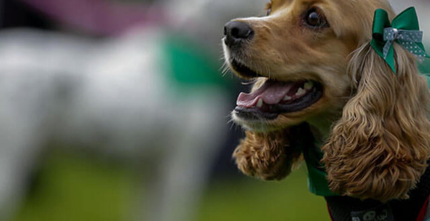 mascotas_7.jpg