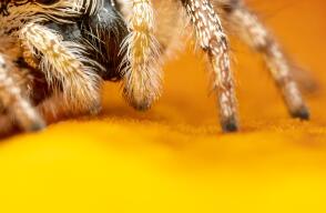 Mujer encontró una araña en su comida 