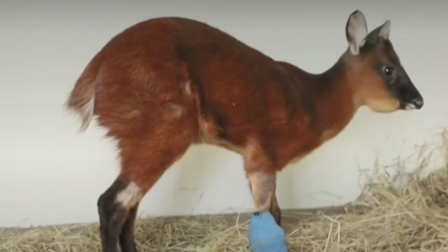Venado encontrado en Bogotá Venado encontrado en Bogotá