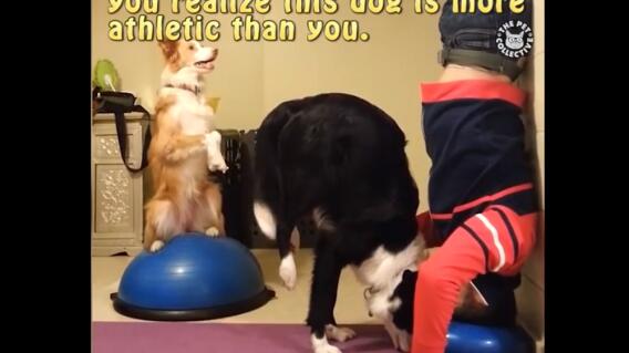 145136_Foto: Captura video Facebook The Pet Collective