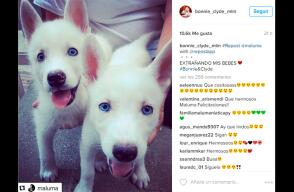 181657_maluma-perros.jpg