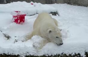 oso polar se divierte en la nieve en Washington