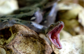 315210_Blu Radio. Serpiente (referencia). Foto: AFP