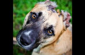 Esta es Susie, hace cinco años era una cachorrita moribunda en las calles. Fue descubierta por un hombre en Carolina del Norte en un parque. Había sido víctima de un maltrato atroz. 