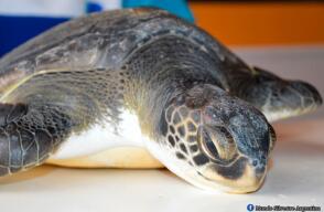 tortuga_8.jpg