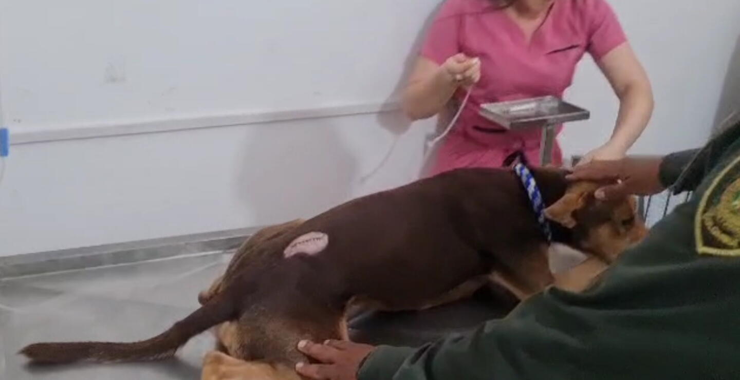 Carnicero atacó con machete a un perro por robarse un trozo de carne 