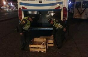 279614_Perro murió asfixiado en la bodega de un bus que cubría ruta Popayán-Cali. Foto: Cortesía.