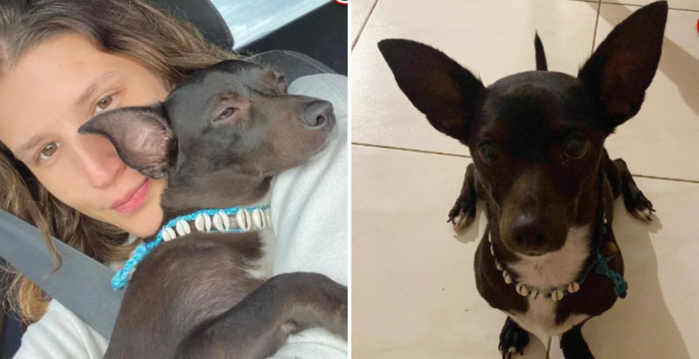 Aerolínea extravió la mascota de una pasajera que fue detenida en inmigración en Estados Unidos