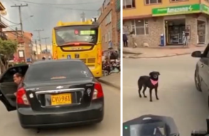 Hombre abandonó a perrita en Suba 