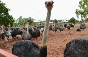 313118_Foto. BLU Radio/avestruz AFP