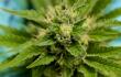 377268_Planta de cannabis // Foto: AFP