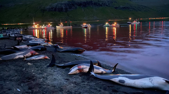 Cacería que se festeja anualmente dejó como resultado más de 1.400 delfines muertos Cacería que se festeja anualmente dejó como resultado más de 1.400 delfines muertos