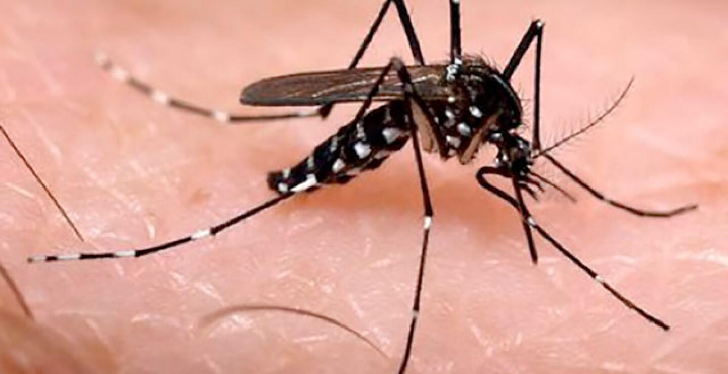 210515-chikungunya.jpg