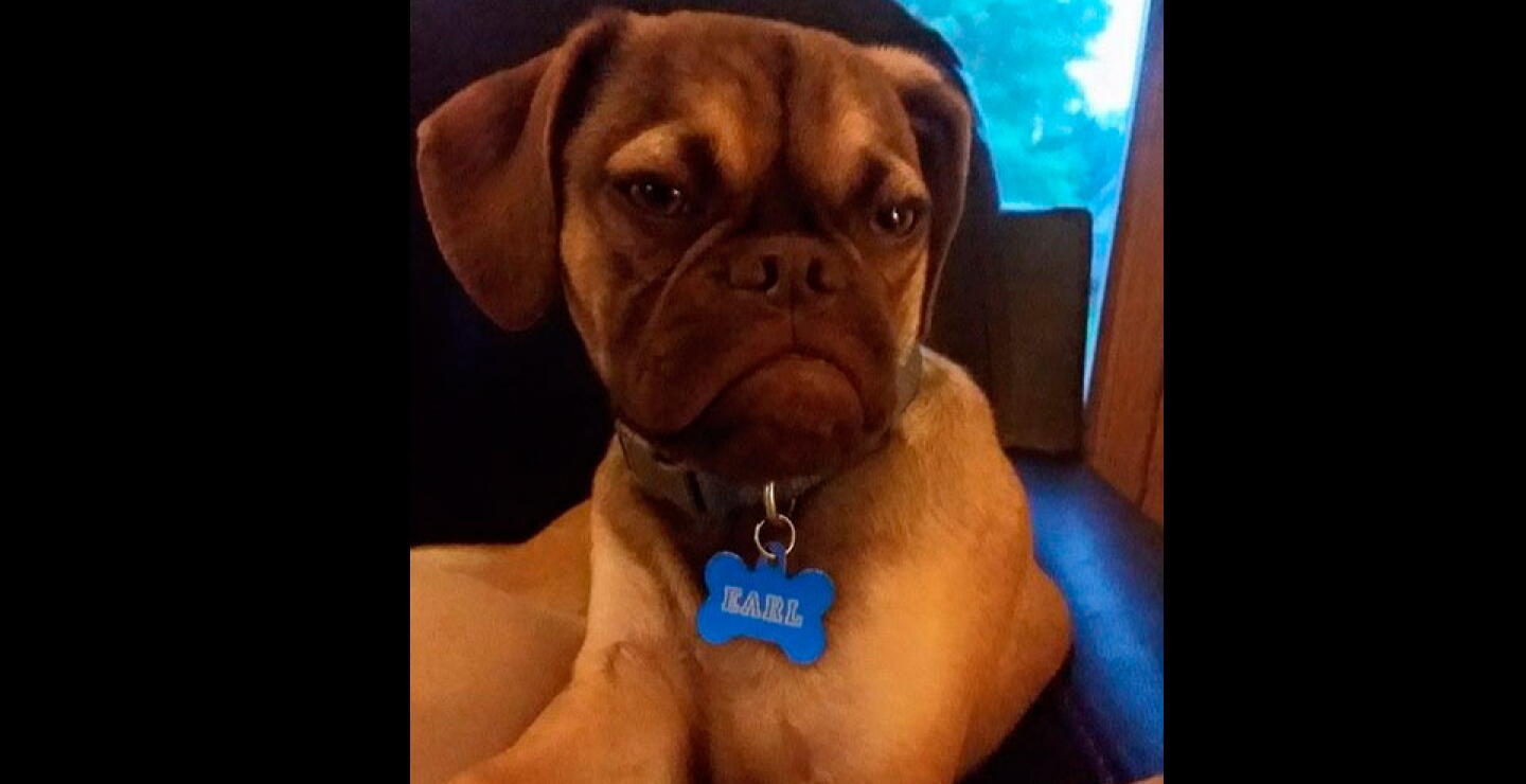 perro_rancio_5_0.jpg
