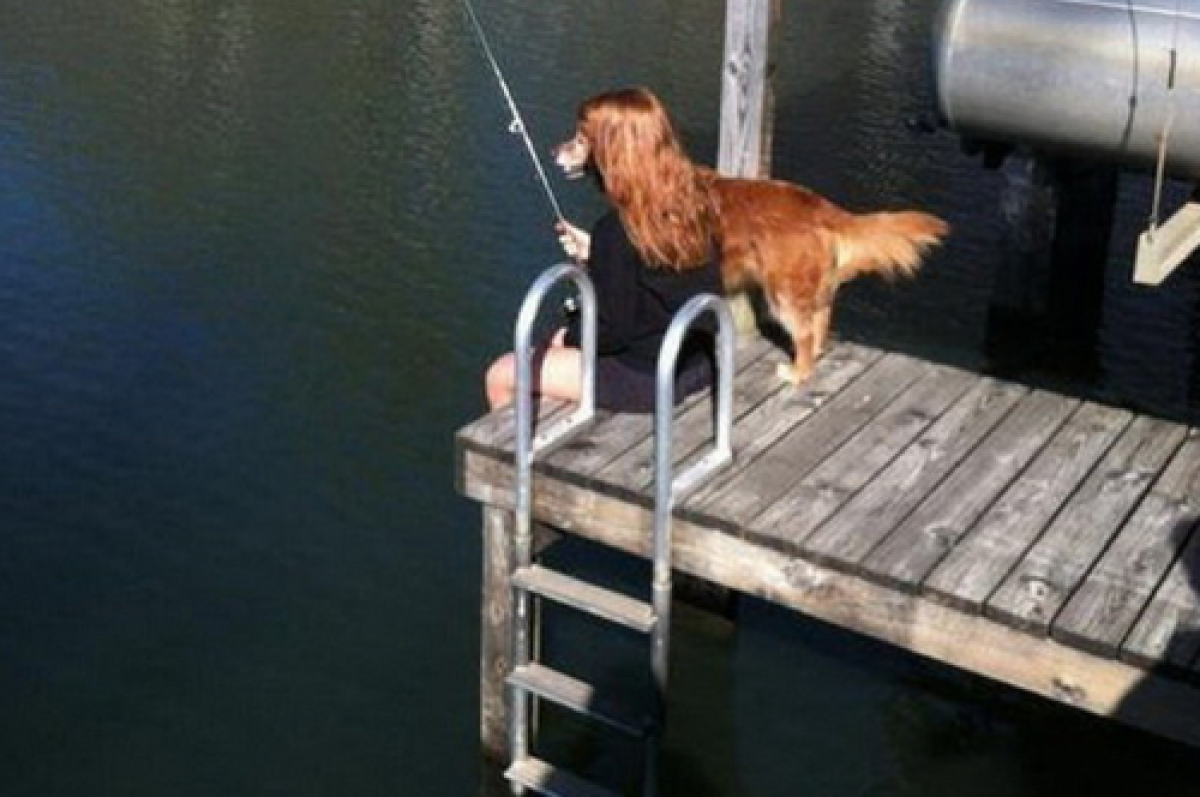 444978_perro2.png