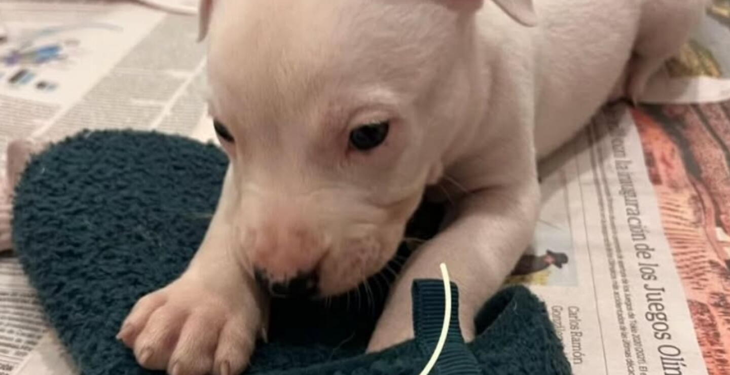 Limón, el perrito que necesita un hogar de paso en Bogotá: lo devolvieron tras adopción