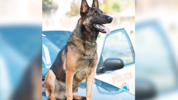 canino.jpg