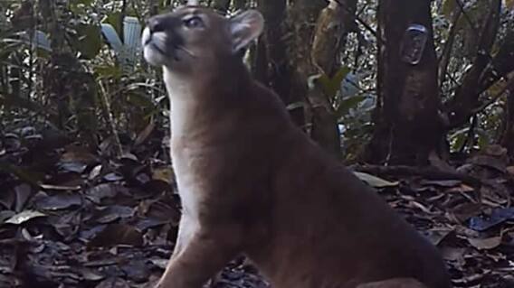 220915_pumas.jpg 220915_pumas.jpg