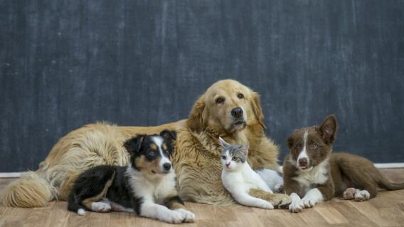 La jornada de adopción de perros y gatos se realizará el 21 y 22 de septiembre La jornada de adopción de perros y gatos se realizará el 21 y 22 de septiembre
