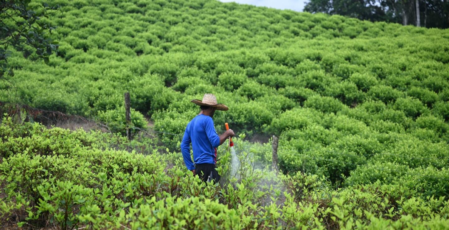 Un agricultor de coca trabaja en un cultivo de coca en el Cañón de Micay, una zona montañosa y bastión del Estado Mayor Central (EMC) en el departamento del Cauca, al suroeste de Colombia, el 25 de marzo de 2024. 