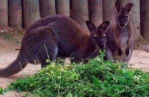 304629_BLU Radio. Canguros, referencia / Foto: AFP.