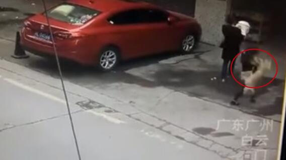 8973_La Kalle - Perro cayó encima de una mujer - Foto YouTube 8973_La Kalle - Perro cayó encima de una mujer - Foto YouTube