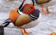 12399_La Kalle - Pato Chino en Nueva York - Foto referencia AFP