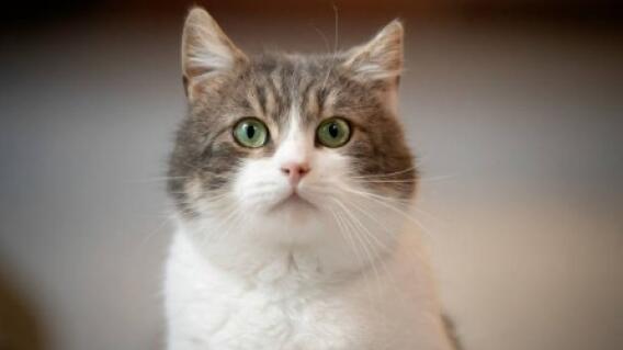 Imagen referencial, gatos  Imagen referencial, gatos