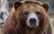 Oso