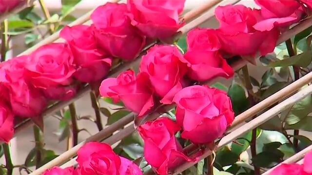 Como recién llegadas de la finca: así arribó buque con cargamento de flores a Miami