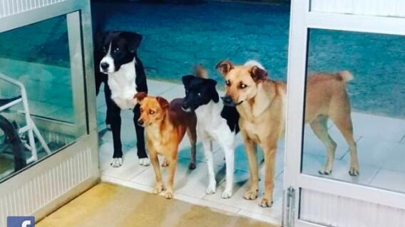 perros-hospital-brasil.jpg perros-hospital-brasil.jpg