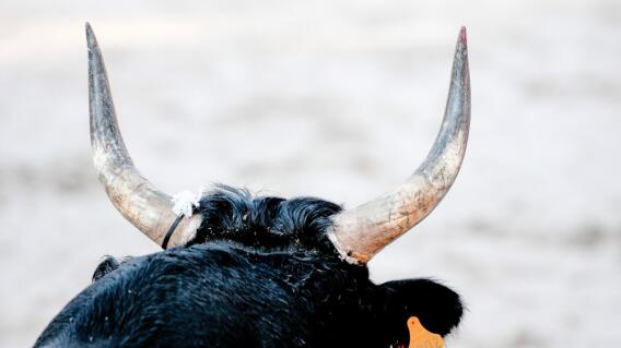 4368_La Kalle Gemidos de susto al ver un toro en las calles es viral - Foto - Pixabay 4368_La Kalle Gemidos de susto al ver un toro en las calles es viral - Foto - Pixabay