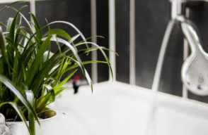 Las plantas son un buen elemento para la decoración en cualquier entorno de su hogar.