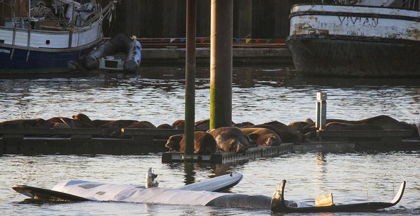 Una vez que la orca de 32 pies de largo esté seca y reparada, "cabe la posibilidad de que volvamos a intentarlo de nuevo" el viernes, dijo Knight.