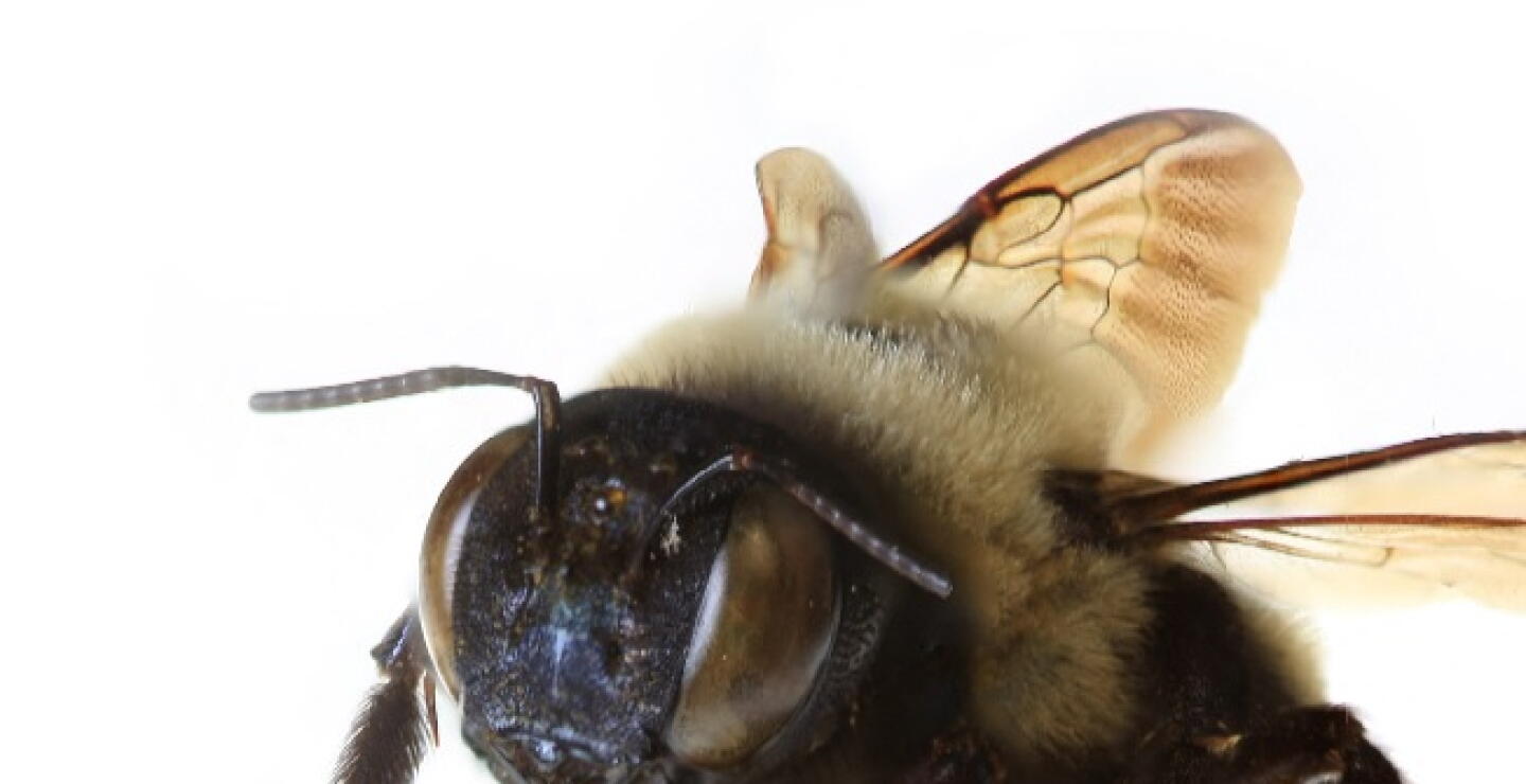 Emergencia por abejas en la plaza Alfonso López de Valledupar