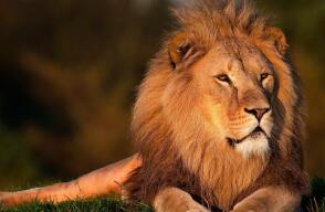 22446_Leon referencia // FOTO:Pixabay