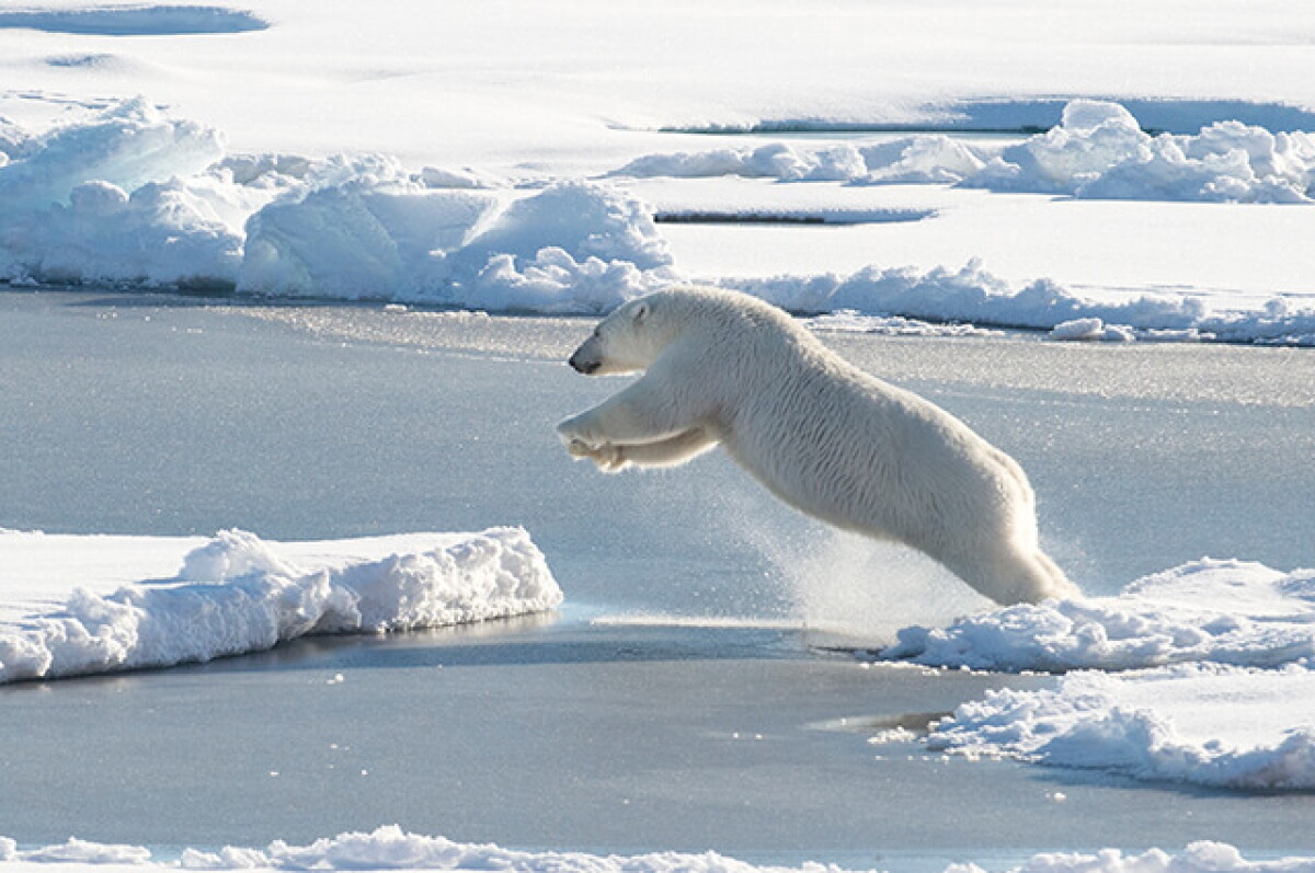 Cuanto Mide Un Oso Polar De Pie