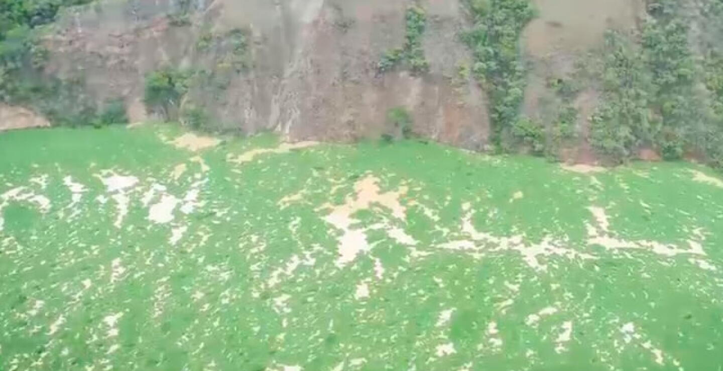 buchon-en-el-rio-cauca.jpg