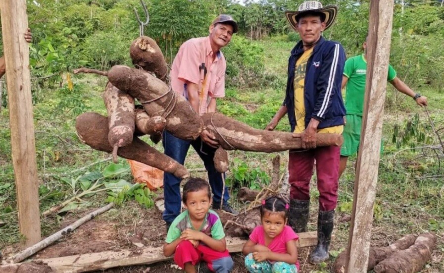 Acerlio Álvarez, campesino que arrancó una gigantesca yuca de 56 kilos