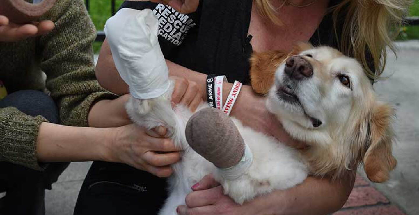 Chi Chi es un Golden Retriever que se salvó de ser alimento