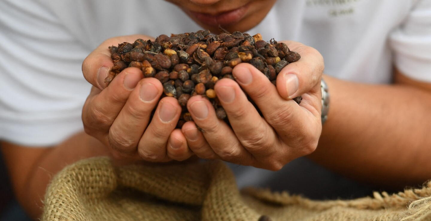 Popayán celebra la feria mundial “Cauca Sabe a Café” durante tres días