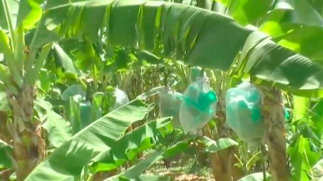 Gobierno declara emergencia nacional por presencia de hongo que ataca cultivos de banano y plátano Gobierno declara emergencia nacional por presencia de hongo que ataca cultivos de banano y plátano