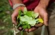 Hoja de coca // Foto: AFP