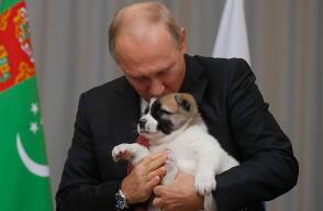 putinpuppy.jpg